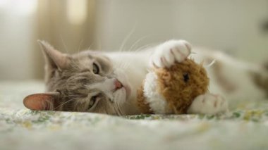 Sıcak, evcil bir kedi, küçük pelüş bir oyuncağı nazikçe tutarak yatakta uzanıyor. Yumuşak ışıklandırma sıcak ve huzurlu atmosferi güçlendirir..