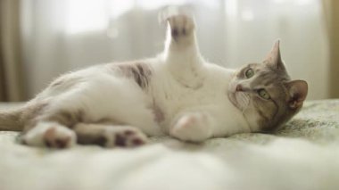 Oyuncak bir evcil kedi yatakta uzanıyor, patileriyle pelüş bir oyuncak tutuyor ve tekmeliyor. Yumuşak ışıklandırma rahat bir atmosfer yaratır.