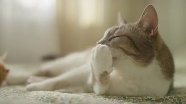 Evcil bir kedi yatakta uzanmış, tımar ederken patisini yalıyor. Yumuşak ışıklandırma ve rahat bir ortam huzurlu havayı canlandırır..