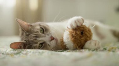 Yeşil gözlü şirin bir kedi, bir yatakta rahat bir şekilde uzanıyor, patilerinde pelüş bir oyuncak tutuyor, rahat ve rahat bir anın tadını çıkarıyor..