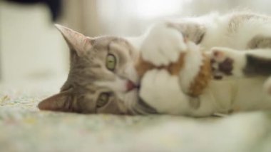 Canlı ve yeşil gözlü bir kedi bir yatakta uzanıyor, pelüş bir oyuncağa ısırıyor ve neşeyle saldırıyor, avlanma içgüdülerini kapalı bir ortamda gösteriyor..