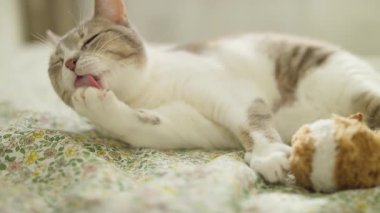 Rahatlamış bir kedi, çiçekli bir yatakta uzanırken patisini yalıyor, rahat bir ortamda pelüş bir oyuncakla tımar seansının keyfini çıkarıyor..