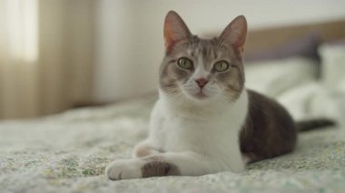 Yeşil gözlü güzel bir kedi çiçek desenli bir yatakta uzanır, rahat bir ev ortamında sakin ve rahat bir duruşla dikkatle bakar..