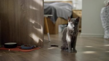 Gösterişli, gri bir kedi, ahşap bir zeminde, dökülen bir kâse yemeğin yanında oturur. Hafif aydınlatılmış bir evde, yoğun bir ifadeyle dik dik bakar..