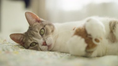 Şirin bir evcil kedi yumuşak bir yatakta rahat bir şekilde uzanıyor. Pençeleriyle nazikçe oyuncağı tutuyor ve sakin bir şekilde ev ortamını seyrediyor..