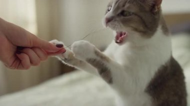 Meraklı bir evcil kedi, sahibinin sunduğu çimenleri neşeyle yakalar ve ısırır. İçerideki rahat ortamdaki heyecan ve enerjiyi gösterir..