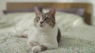 Meraklı bir evcil kedi, yumuşak bir çiçekli yatak örtüsüne rahatça uzanır, sıcak ve rahat bir yuva ortamında, canlı kulaklarıyla dikkatle bakar..