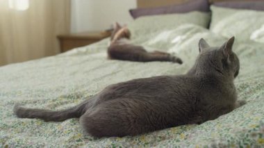 İki evcil kedi, huzurlu bir yuva ortamında yumuşak bir yatak örtüsüne uzanmış birlikte sakin ve rahatlatıcı bir anın tadını çıkarıyorlar..