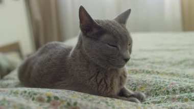 Sakin, gri gözleri kapalı bir kedi, rahat bir şekilde dinlenir. Yumuşak çiçekli bir yatak örtüsünün üzerinde. Kapalı alanda huzurlu ve rahatlatıcı bir anın tadını çıkarır..
