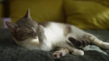 Yumuşak bir battaniyenin üzerine uzanmış, sıcak bir evde güneşlenirken patilerini yalayan evcil bir kedi..