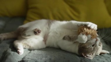 Şirin bir evcil kedi, rahat bir battaniyenin üzerinde sırtüstü uzanıyor, eğlenceli bir anın tadını çıkarırken neşeyle ısırıyor ve pofuduk bir oyuncağı kapıyor..