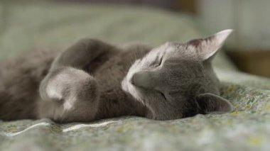 Huzurlu gri bir kedi, patileri kıvrılmış, yumuşak bir çiçek yatak örtüsünde, sıcacık ve rahat bir şekerlemenin tadını çıkararak mışıl mışıl uyuyor..