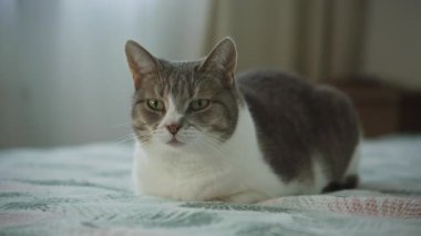 Rahat bir tekir kedisi ve yeşil gözlü beyaz bir kedi rahat bir yatakta oturur, sakince aydınlatılmış bir yatak odasına bakar..