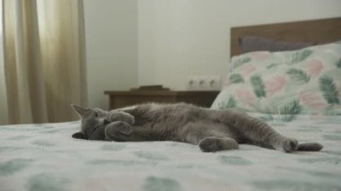 Gevşemiş gri bir kedi, yumuşak bir yatakta sırt üstü uzanır. Pençelerini huzurlu bir yatak odasında doğal ışıkla uzatır..