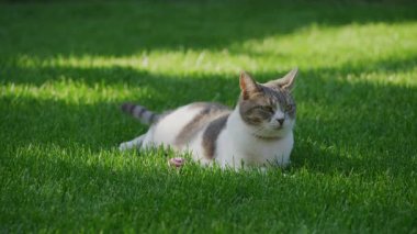 Yeşil gözlü gri ve beyaz bir kedi yemyeşil çimlerin üzerinde rahatça uzanır, güneşin tadını çıkarır ve uzaklığa bakar..