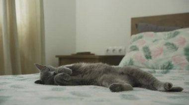 Sevimli gri kedi uzandı ve yumuşak ışıklandırılmış yatak odasındaki şablonlu çarşaflarla rahat bir şekilde uyudu..