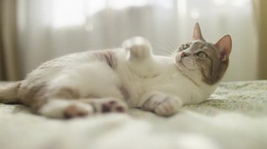 Neşeli bir tekir kedi, rahat ve güneşli bir odada, konforlu bir oyuncak yakalamak için patileriyle yatağa uzanır..