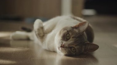 Rahat kedi, güneşli, ahşap bir zeminde yan yatıyordu. Rahat bir evde yarı açık gözlerle huzur içinde bakıyordu..