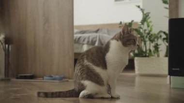 Kameraya bakmak için kafasını çeviren çizgili evcil kedi, rahat bir evin içinde, ahşap bir zeminde oturuyor..