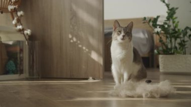 Tekir kedi sakince yerde, bir yığın gevşek kürkün yanında oturuyor, muhtemelen bakım ya da dökülme mevsiminden sonra..