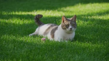Gri ve beyaz kedi yemyeşil çimenlerin üzerine uzanmış, küçük pembe çizgili topun yanında, açık hava gölgesinin keyfini çıkarıyorlar..