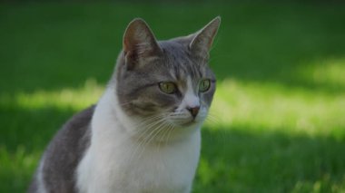 Gri ve beyaz kedi, yeşil çimlerin üzerinde otururken dikkatle bakıyor. Bahçedeki güneş ışığıyla aydınlatılıyor..