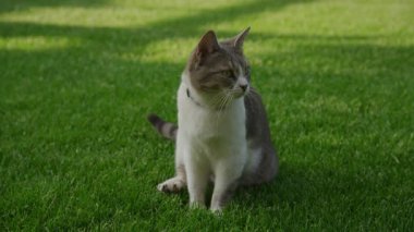 Sakin, gri ve beyaz bir kedi yemyeşil bir çimenlikte dikkatlice oturur bahçede huzurlu bir anın tadını çıkarır..