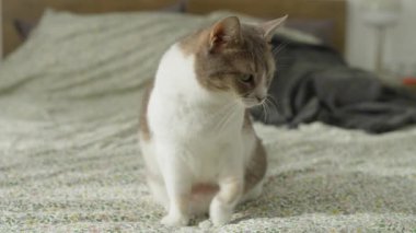 Hafifçe aydınlatılmış bir odada yataktan atlayan evcil kedi enerjiyi ve doğallığı yakalıyor..