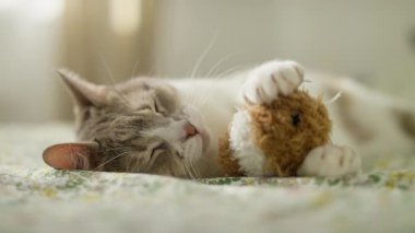 Yumuşak, çiçek desenli doğal ışık desenli bir yatakta dinlenirken nazikçe elinde tutan pelüş bir oyuncakla yorgun ev kedisi şekerleme yapar..