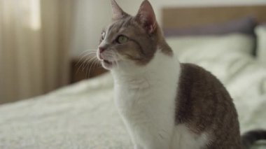 Evcil kedi sıcak bir odada doğal bir atıştırmalığın tadını çıkarırken bir tencere çimeni kemiriyor..