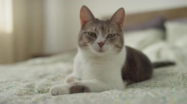 Evcil bir kedi çiçekli yatak örtüsünde çapraz pençeleriyle oturur, kendinden emin ve rahat bir ifadeyle doğrudan kameraya bakar..