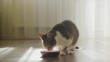 Evcil kedi yemeğini ahşap bir zemine yerleştirilmiş, perdelerin arasından sıcak doğal ışıkla yıkanmış bir kaseden yiyor..