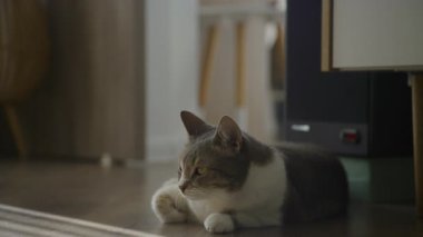 Evcil kedi, ahşap bir zeminde sessizce dinleniyor. Yumuşak ışıkla yan tarafa bakıyor. Sıcak bir evin içinde gölgeler bırakıyor..