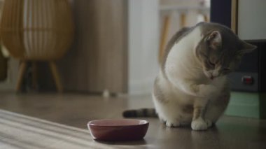 Evcil bir kedi boş bir kasenin yanında oturur. Yemeğini yedikten sonra patisini yumuşak bir ışıkta mutlu bir şekilde tımar eder..