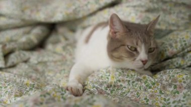 Sıcak bir ev ortamında rahat ve uykulu görünen yumuşak çiçekli bir battaniyenin üzerine uzanmış sevimli bir kedi..