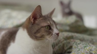 Meraklı bir kedi çiçekli bir battaniyenin üzerinde yatıyor, dikkatlice bir şeye bakıyor, arka planda başka bir kedi bulanıklaşıyor..