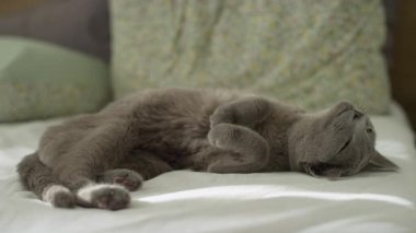 Rahatlamış gri bir kedi güneşli bir yatak odasında sırt üstü uzanıyor, arkasında yastıklar olan beyaz bir yatakta şekerleme yapıyor..