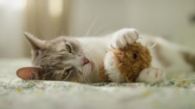 Sevimli kedi yatakta uzanıyor, yumuşak bir oyuncak tutuyor, rahat ve rahat bir havayla yumuşak doğal ışıkta güneşleniyor..