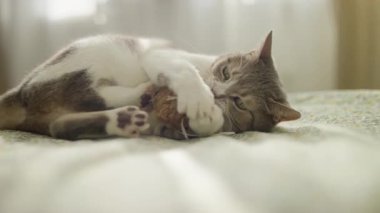 Enerjik bir kedi yatakta uzanıyor. Ateşle oynuyor ve pelüş bir oyuncağı ısırıyor. Rahat bir odada doğal avlanma içgüdüleri gösteriyor..