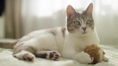 Uyanık bir ifadeyle yatakta yatan meraklı kedi, rahat bir odada yumuşak doğal ışık altında küçük pelüş bir oyuncağı kavrıyor..