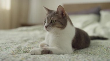Beyaz ve gri kürklü barışçıl kedi yatak örtüsüne uzanmış, sakin bir şekilde yumuşak gün ışığında bir şeyin karesinden çıkmasını izliyor..