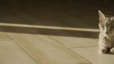 Ahşap bir zeminde dinlenen huzurlu bir kedi. Yumuşak güneş ışığıyla yıkanmış. Pencereden içeri süzülüyor..