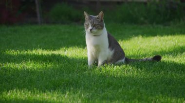 Gri ve beyaz kedi, gün ışığında yemyeşil çimlerde sakince oturuyor, yan tarafa bakıyor.