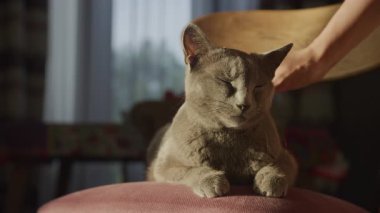 Gözleri kapalı gri kedi, kafasında nazik bir evcil hayvan, sıcak kapalı bir sandalyede huzur içinde dinleniyor..