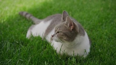 Gri ve beyaz evcil kedi yemyeşil bir çimenlikte sakince uzanıyor. Yumuşak gün ışığında huzurlu bir açık hava anının tadını çıkarıyor..
