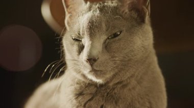 Sıcak gün ışığında güneşlenen bir kedinin samimi yakın çekimi, yarı kapalı gözler, ince bıyıklar ve yumuşak kürk dokusu..