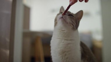 Meraklı kedi, kapalı mekanda bir insan eli tarafından sunulan bir ikramı kokluyor, yakın çekim bir etkileşim ve ilgi anında yakalanıyor..