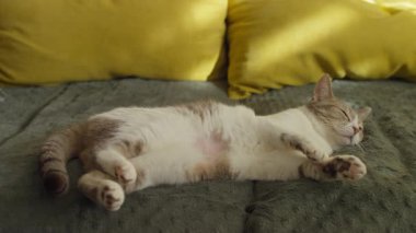 Evcil kedi yeşil bir battaniyenin üzerinde huzur içinde uyuyor. Arka planda sarı yastıklar var. Sakin, güneşli bir öğleden sonranın tadını çıkarıyor..