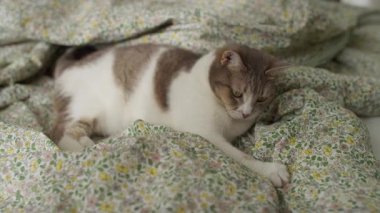 Çiçekli bir battaniyenin altında hareketli bir ele saldıran oyuncu kedi, rahat bir ortamda doğal avlanma içgüdüleri gösteriyor..