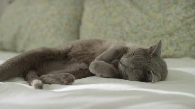 Yumuşak gri bir kedi kıvrılır ve güneşli, rahat bir odada çiçek yastıklarıyla beyaz bir yatakta uyur..